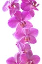 Beautiful bouquet of pink orchid flowers. Bunch of luxury tropical magenta orchids - phalaenopsis - isolated on white background. Royalty Free Stock Photo