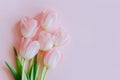 Beautiful bouquet of pink pastel tulip flowers on a pink background Royalty Free Stock Photo