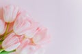 Beautiful bouquet of pink pastel tulip flowers. Close-up