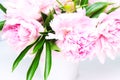 Beautiful bouquet of pink peonies on a white background. close-up, side view Royalty Free Stock Photo