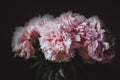 Beautiful bouquet of pink peony flower on black background. Peonies summer. Love floral. Macro image. card, text, copy