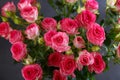 Beautiful bouquet of pink red roses bushes with water drops on a black background. Selective focus, close-up Royalty Free Stock Photo