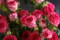 Beautiful bouquet of pink red roses bushes with water drops on a black background. Selective focus, close-up Royalty Free Stock Photo