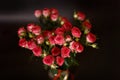 Beautiful bouquet of pink red roses bushes with water drops on a black background. Selective focus, close-up Royalty Free Stock Photo