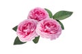 Beautiful bouquet of pink rose flowers isolated on white background Royalty Free Stock Photo