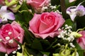 Magenta violet chrysanthemum flowers in New York city park. Flowers in the gardenBeautiful bouquet with pink roses, green leaves, Royalty Free Stock Photo