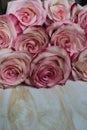 A beautiful bouquet of pink roses lies on a light surface. Royalty Free Stock Photo