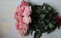 A beautiful bouquet of pink roses on a light wooden surface. Royalty Free Stock Photo