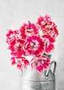 Beautiful bouquet of pink and white filled tulip flowers in an old vintage metal milk can. Royalty Free Stock Photo