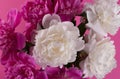 Beautiful bouquet of pink and white Peonies. Floral spring seasonal wallpaper. Close up photography softfocused peony. Royalty Free Stock Photo