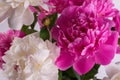 Beautiful bouquet of pink and white Peonies. Floral spring seasonal wallpaper. Close up photography softfocused peony. Royalty Free Stock Photo