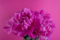 Beautiful bouquet of pink and white Peonies. Floral spring seasonal wallpaper. Close up photography softfocused peony. Royalty Free Stock Photo