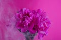 Beautiful bouquet of pink and white Peonies. Floral spring seasonal wallpaper. Close up photography softfocused peony. Royalty Free Stock Photo