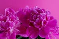 Beautiful bouquet of pink and white Peonies. Floral spring seasonal wallpaper. Close up photography softfocused peony. Royalty Free Stock Photo