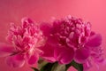 Beautiful bouquet of pink and white Peonies. Floral spring seasonal wallpaper. Close up photography softfocused peony. Royalty Free Stock Photo