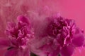 Beautiful bouquet of pink and white Peonies. Floral spring seasonal wallpaper. Close up photography softfocused peony. Royalty Free Stock Photo