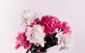 Beautiful bouquet of pink and white Peonies. Floral spring seasonal wallpaper. Close up photography softfocused peony. Royalty Free Stock Photo