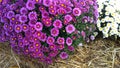 Beautiful bouquet of purple chrysanthemums on hay background. ÃÂ¡hrysanths flower is a queen of autumn. Flowering pink plants. Fami Royalty Free Stock Photo
