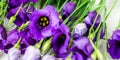 Beautiful Bouquet of Purple Eustoma flowers, Lisianthus