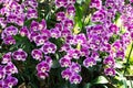 Beautiful bouquet of purple orchids background. Vanda Coerulea Flower. Bunch of purple orchids in the garden