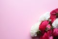 Beautiful bouquet of ranunculus flowers in bright pink and white on a pink background. Flowers and buds. Buttercup flowers. Copy