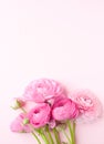 Beautiful bouquet of ranunculus flowers of pink color on a pink background. Flowers and buds. Copy space for text