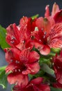 Beautiful bouquet of red flowers of alstroemeria close-up. Inca lily on a floral background. Flower card, soft focus Royalty Free Stock Photo