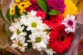 A beautiful bouquet of red gerberas, white chrysanthemums and red roses Royalty Free Stock Photo