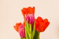 Beautiful bouquet of red and pink tulips for Valentine`s Day for girlfriend`s day Royalty Free Stock Photo