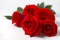 Beautiful red rose flowers on the white background