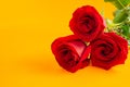 Beautiful bouquet of red roses lies on a orange background. Young red roses are very fragrant. Dutch flowers are popular Royalty Free Stock Photo