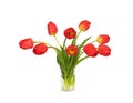 Beautiful bouquet of red tulip flowers Royalty Free Stock Photo