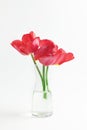 Beautiful bouquet of red tulips on a white background. composition of spring flowers Royalty Free Stock Photo