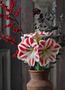 Beautiful bouquet with red, white Amaryllis flower, eucalyptus and red holly berry branches in a ceramic vase. Royalty Free Stock Photo