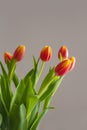 Spring tulips flowers card Royalty Free Stock Photo