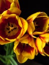 Beautiful bouquet of red-yellow tulips on a black background Royalty Free Stock Photo