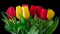 Beautiful bouquet of red and yellow tulips on a black background Royalty Free Stock Photo