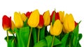 Beautiful bouquet of red and yellow tulips on a white background Royalty Free Stock Photo