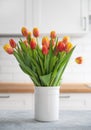 A beautiful bouquet of red and yellow tulips in a white vase on a blue wooden countertop against a white kitchen background. Royalty Free Stock Photo