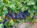 A beautiful bouquet of ripe blue wine grapes on the vine with green leaves