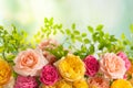 Beautiful bouquet of roses. Colorful flowers festive background.Floral concept