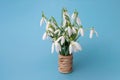 Beautiful bouquet of snowdrops isolated on blue background