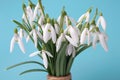 Beautiful bouquet of snowdrops on the table on a blue background. The concept of a winter end. The first spring flowers Royalty Free Stock Photo