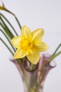 Beautiful bouquet of yellow narcisus flowers in a glass vase. Royalty Free Stock Photo