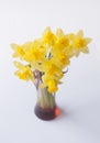 Beautiful bouquet of yellow narcisus flowers in a glass vase. Royalty Free Stock Photo