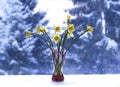 Beautiful bouquet of spring yellow narcisus flowers in a glass vase. Royalty Free Stock Photo