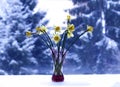 Beautiful bouquet of spring yellow narcisus flowers in a glass vase. Royalty Free Stock Photo