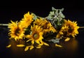 Beautiful bouquet of sunflowers
