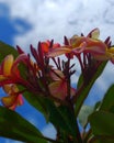 Beautiful bouquet of tropical flowers of frangipani or plumeria on blue sky background with clouds. Royalty Free Stock Photo