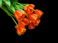 Beautiful bouquet of tulips on a black background.